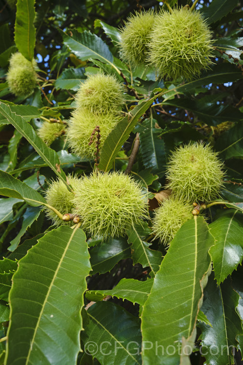 Edible Chestnut or Sweet Chestnut (<i>Castanea sativa</i>) in mid-autumn, with almost mature fruit burrs, each of which contains 1-5 nuts. This 40m tall deciduous tree is native to southern Europe, North Africa and western Asia. castanea-2419htm'>Castanea. Order: Fagales, Family: Fagaceae