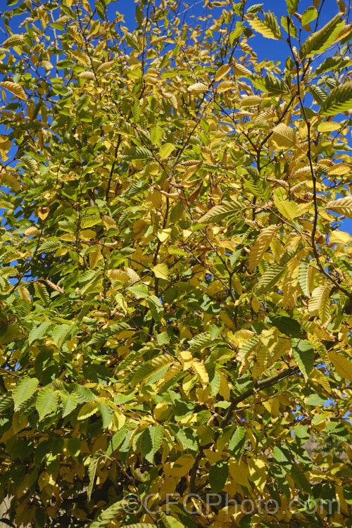 The mid-autumn foliage of the Common Hornbeam or European Hornbeam (<i>Carpinus betulus</i>), a deciduous tree up to 20m tall found through much of Eurasia. There are many cultivated forms. Order: Fagales, Family: Betulaceae