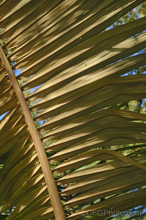 The underside of a Tibetan Sugar Palm (<i>Arenga micrantha</i>) frond, showing the red-brown indumentum. This slow-growing, sometimes clumping palm is native to the cloud forests of Bhutan, Tibet and neighbouring parts of northeastern India In the wild it occurs at elevations up to 2150m, is surprisingly tough for a subtropical palm, and will eventually reach around 6m tall It was not botanically described until 1988. Order: Arecales, Family: Arecaceae