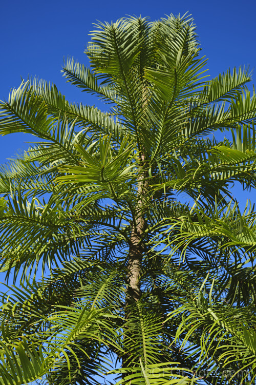 Wollemi. Pine (<i>Wollemia nobilis</i>), an evergreen conifer up to 40m tall, discovered in a narrow gorge in the Wollemi. National. Park, northwest of Sydney,Australia in 1994. The genus is thought to be around 200 million years old, is a member of the Araucariaceae and related to the Monkey Puzzle and Norfolk Island Pine. Although extremely rare in the wild, the Wollemi. Pine is now quite widely cultivated. wollemia-2935htm'>Wollemia. <a href='araucariaceae-plant-family-photoshtml'>Araucariaceae</a>.