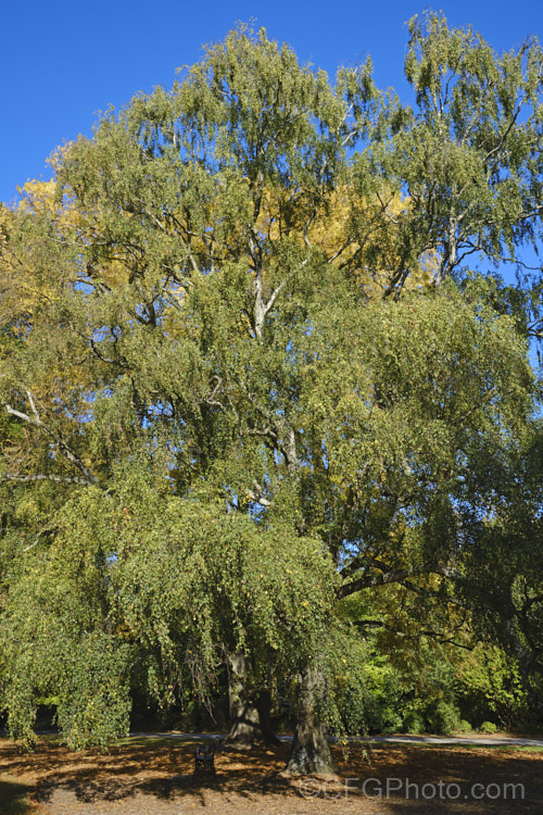 Silver Birch (<i>Betula pendula</i>) in early autumn. This extremely hardy Eurasian tree widely cultivated for its silver-grey bark. Its foliage often colours well in autumn. betula-2077htm'>Betula. <a href='betulaceae-plant-family-photoshtml'>Betulaceae</a>.