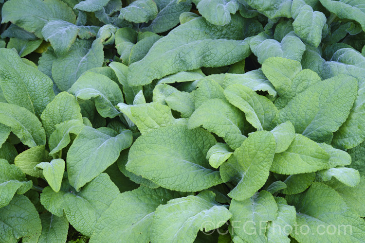 The foliage of the Common Foxglove (<i>Digitalis purpurea</i>), a European biennial or short-lived perennial that has naturalised and become a minor weed in many temperate areas. The cultivated forms are very similar to the wild plants except that their flower stems are longer and their flowers larger. Order: Lamiales, Family: Plantaginaceae