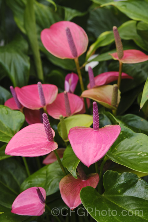 Anthurium 'Joli', one of the many cultivated forms, usually hybrids or cultivars of the flamingo flower (<i>Anthurium andraeanum</i>), an epiphytic evergreen perennial native to Colombia and Ecuador. anthurium-2027htm'>Anthurium.