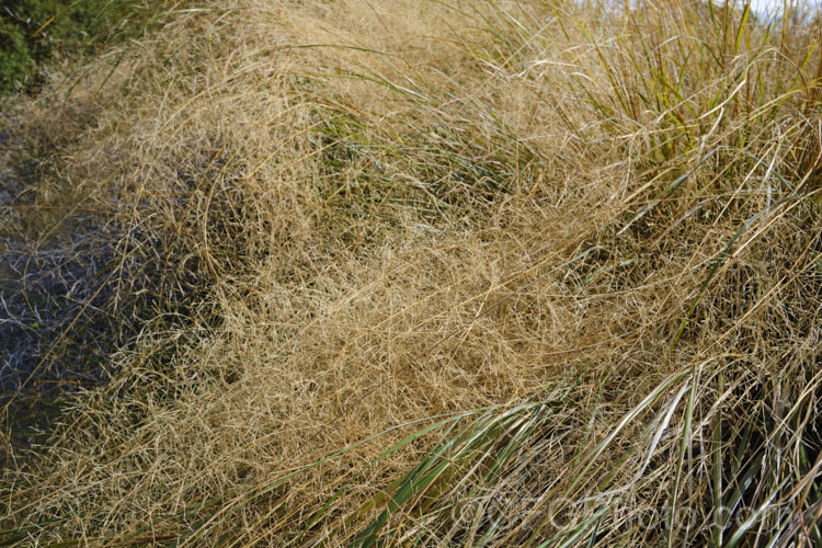 The mature seedheads of Pheasant's Tail Grass (<i>Anemanthele lessoniana [syns. Oryzopsis lessoniana, Stipa arundinacea]), a fine-leafed, clumping grass with airy, feathery flower and seed heads up to 1m tall It is native to New Zealand and in autumn and winter the foliage will often develop bright bronze to orange-brown tones. Order: Poales, Family: Poaceae