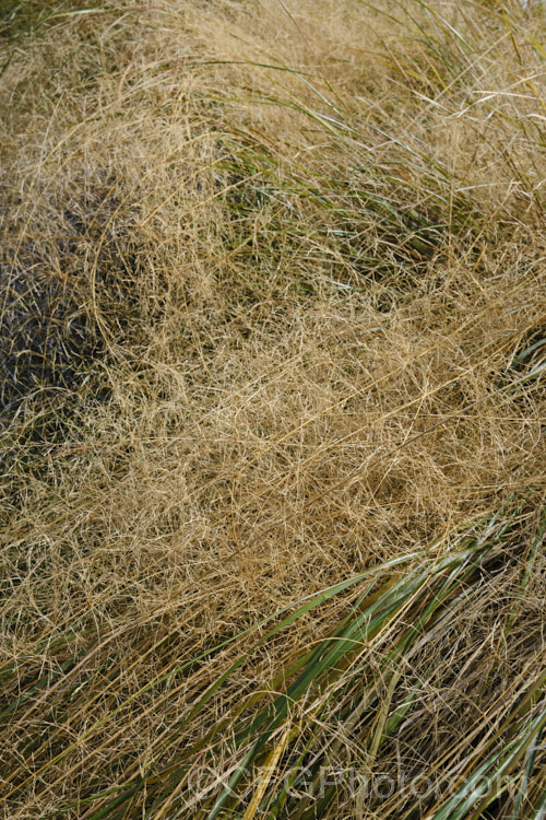 The mature seedheads of Pheasant's Tail Grass (<i>Anemanthele lessoniana [syns. Oryzopsis lessoniana, Stipa arundinacea]), a fine-leafed, clumping grass with airy, feathery flower and seed heads up to 1m tall It is native to New Zealand and in autumn and winter the foliage will often develop bright bronze to orange-brown tones. Order: Poales, Family: Poaceae