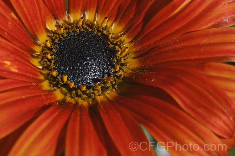 The centre of the flowerhead of a hybrid African. Daisy (<i>Arctotis x hybrida [Arctotis venusta x Arctotis fastuosa]) one of the many colour forms of these hybrids between two spring- to summer-flowering, evergreen. South African perennials. Order: Asterales, Family: Asteraceae