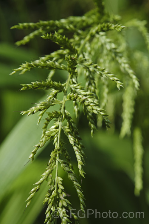 The seedhead of Palmgrass, Highland Pit. Pit or Broadleafed. Bristlegrass (<i>Setaria palmifolia</i>),a very wide-leaved grass native to tropical and warm-temperate Asia. The foliage creates an effect similar to a low, clumping palm, though when the plumes of flowers appear its true identity is revealed. While very ornamental, this species has the potential to be invasive in suitable climates. setaria-3631htm'>Setaria. .