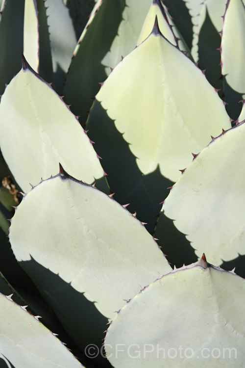 The foliage of Parry's Agave or Mescal. Agave (<i>Agave parryi</i>), a monocarpic evergreen succulent native to Arizona, New Mexico and nearby parts of northern Mexico. The flower spike can grow to 4m tall Order: Asparagales, Family: Asparagaceae