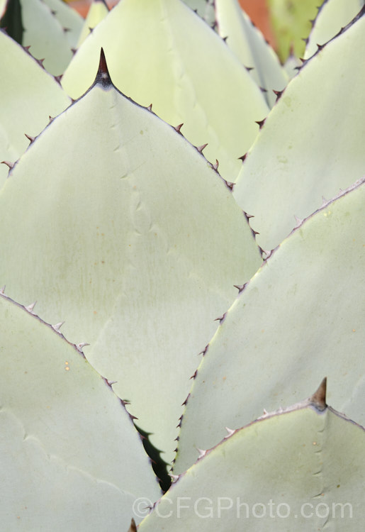 The foliage of Parry's Agave or Mescal. Agave (<i>Agave parryi</i>), a monocarpic evergreen succulent native to Arizona, New Mexico and nearby parts of northern Mexico. The flower spike can grow to 4m tall Order: Asparagales, Family: Asparagaceae