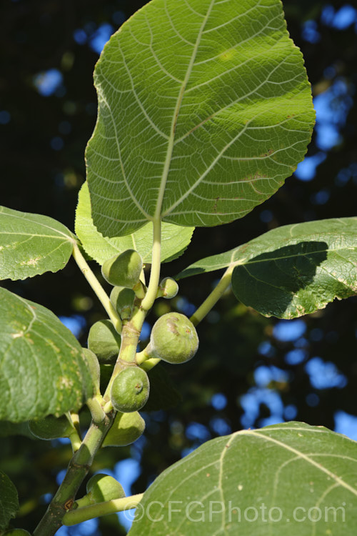 Bedu, Wild Fig or Punjab Fig (<i>Ficus palmata</i>), a deciduous, 5-9m tall tree native to the Himalayan region where it occurs at elevations of up to 1600m. It is closely related to the common edible fig (<i>Ficus carica</i>) and has similar fruits but is readily distinguished by is unlobed deltoid leaves. Order: Rosales, Family: Moraceae