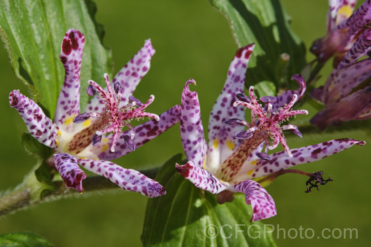 Tricyrtis formosana, a Toad. Lily native to Taiwan. Toad lilies are sprawling autumn-flowering perennials native to temperate. East Asia. Tricyrtis formosana can reach 12m high and up to 2m wide and its somewhat downy foliage remains deep green further into autumn than that of most species. tricyrtis-2303htm'>Tricyrtis. <a href='liliaceae-plant-family-photoshtml'>Liliaceae</a>.