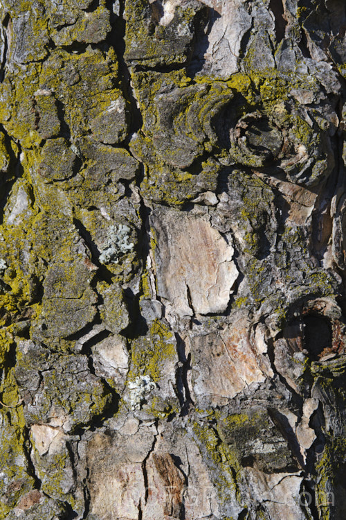 The bark of the Japanese Larch (<i>Larix kaempferi</i>), a deciduous conifer up to 45m tall, though often far smaller. It is native to Japan and occurs in several forms. larix-3062htm'>Larix. <a href='pinaceae-plant-family-photoshtml'>Pinaceae</a>.