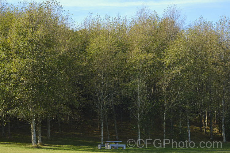 A stand of Red Alder (<i>Alnus rubra</i>) in autumn. This 20-35m tall deciduous tree is native to western North America, where it occurs from southern Alaska to northern California. The common name comes not from the male catkins, which are red when mature, but from the bright orange-red under-bark that is exposed when the pale grey surface is cut or scraped. NativeAmericans used the red alder bark in medicines and to make dyes. alnus-2121htm'>Alnus. <a href='betulaceae-plant-family-photoshtml'>Betulaceae</a>.