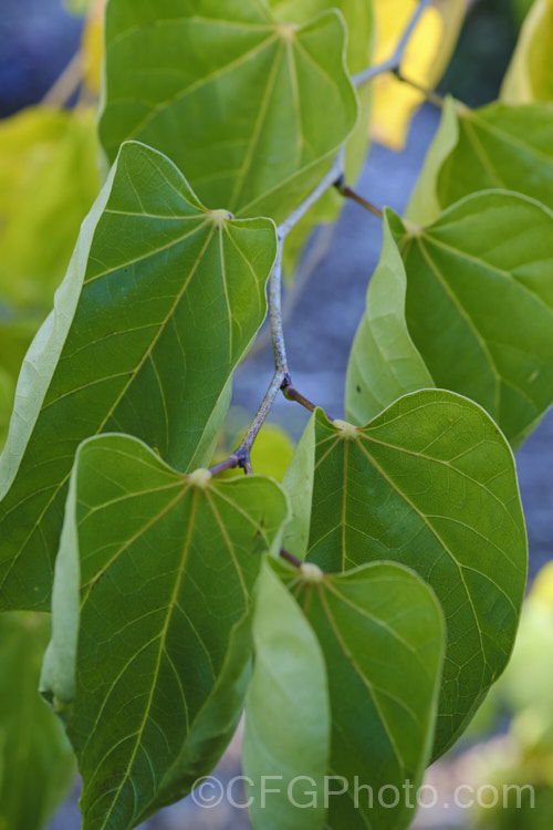 The mature leaves of Cercis gigantea, a deciduous, spring-flowering large shrub or small tree native to temperate. East Asia. It grows to around 4m high and wide, and the gigantea epithet refers not to the plant's size but to its leaves, which at up to 10cm long are around twice the size of those of other. Cercis species. cercis-2422htm'>Cercis.