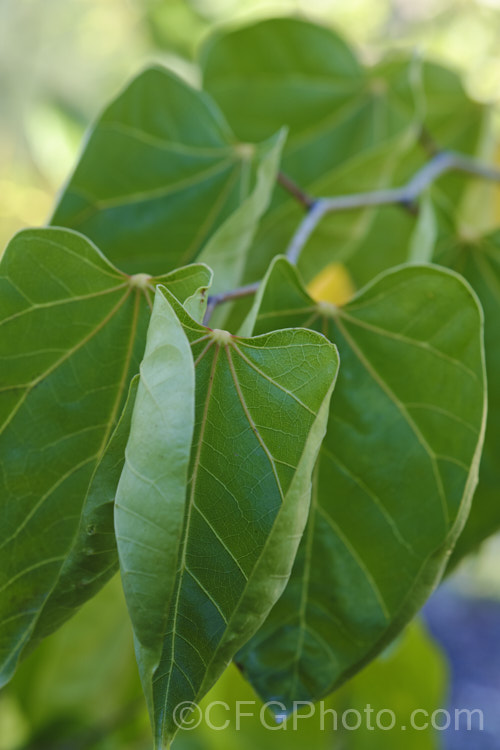 The mature leaves of Cercis gigantea, a deciduous, spring-flowering large shrub or small tree native to temperate. East Asia. It grows to around 4m high and wide, and the gigantea epithet refers not to the plant's size but to its leaves, which at up to 10cm long are around twice the size of those of other. Cercis species. cercis-2422htm'>Cercis.