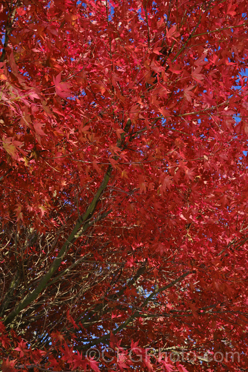 The autumn foliage of <i>Acer palmatum</i> 'Bloodgood', a Japanese maple cultivar that has purple-red spring and summer foliage that develops brilliant crimson tones in autumn. Order: Sapindales, Family: Sapindaceae