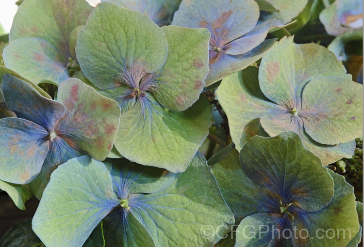 The dried flowerheads of Hydrangea macrophylla 'Blue Diamond', a large-flowered but compact-growing hybrid mophead hydrangea. It grows to around 1m high x 1.2m wide. The dried sterile bracts maintain this colour for many weeks and can last into early winter. hydrangea-2128htm'>Hydrangea. <a href='hydrangeaceae-plant-family-photoshtml'>Hydrangeaceae</a>.