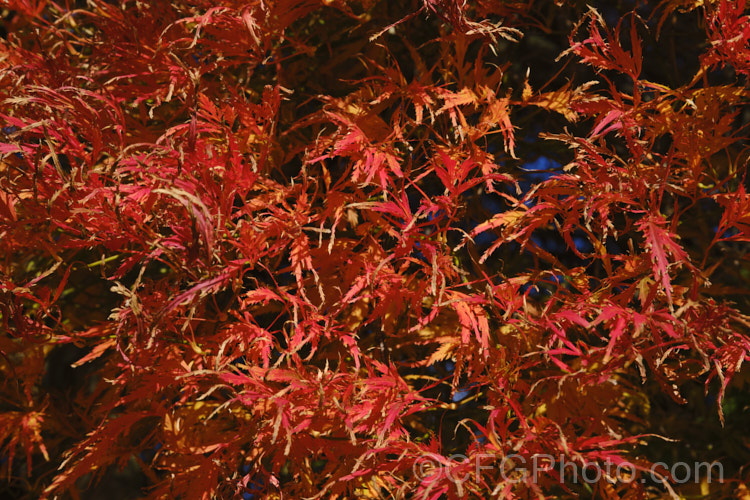 Autumn foliage of Filigree-leafed Japanese Maple (<i>Acer palmatum</i> 'Dissectum'), an attractive shrubby Japanese Maple cultivar that has brilliantly coloured autumn foliage but which is prone to windburn. Order: Sapindales, Family: Sapindaceae