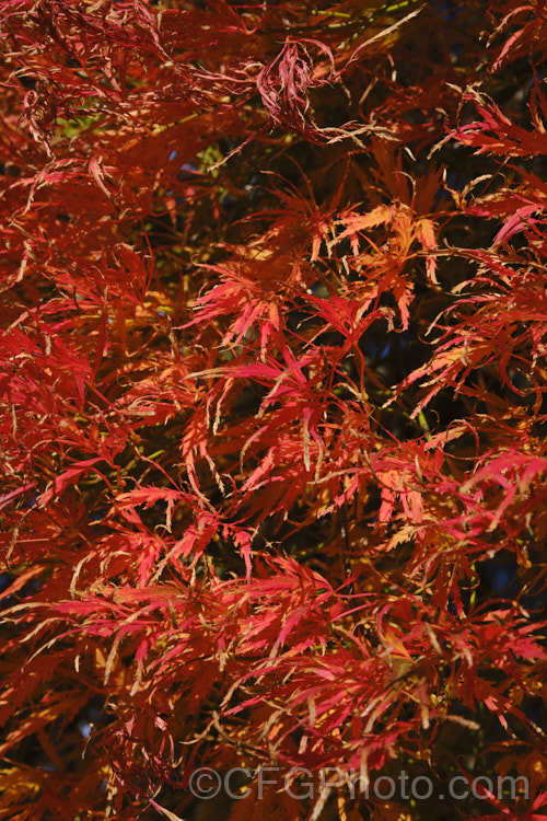 Autumn foliage of Filigree-leafed Japanese Maple (<i>Acer palmatum</i> 'Dissectum'), an attractive shrubby Japanese Maple cultivar that has brilliantly coloured autumn foliage but which is prone to windburn. Order: Sapindales, Family: Sapindaceae