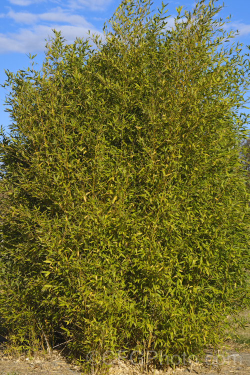 Hedge. Bamboo (<i>Bambusa multiplex</i>), an evergreen bamboo native to southern China. It has fairly narrow stems, grows 3-10m tall and can be used as a hedge or screen. Hedge. Bamboo occurs in a wide range of cultivars displaying various stem and foliage colours and varying sizes. It is one of the 15-odd bamboo species favoured as a food source by giant pandas. bambusa-2593htm'>Bambusa. .