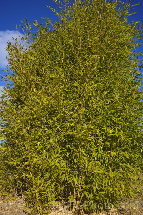 Hedge. Bamboo (<i>Bambusa multiplex</i>), an evergreen bamboo native to southern China. It has fairly narrow stems, grows 3-10m tall and can be used as a hedge or screen. Hedge. Bamboo occurs in a wide range of cultivars displaying various stem and foliage colours and varying sizes. It is one of the 15-odd bamboo species favoured as a food source by giant pandas. bambusa-2593htm'>Bambusa. .