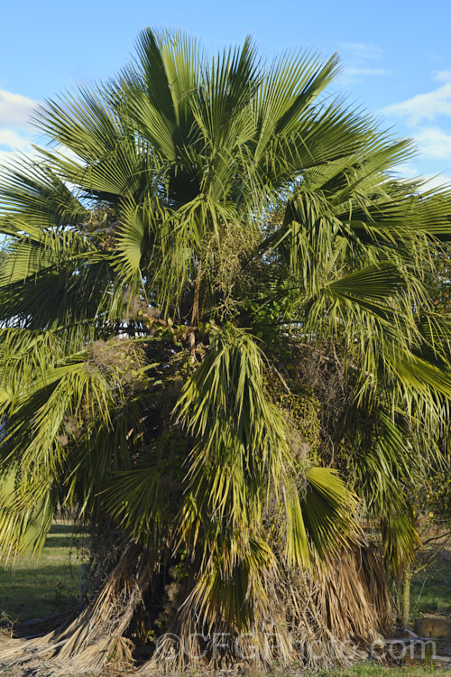 Guadalupe Palm (<i>Brahea edulis</i>), a 10m tall fan palm endemic to GuadalupeIsland off the western coast of Mexico. It produces large sprays of tiny flowers that develop into edible date-like black fruits. Araceae. See this plant family in its position in the taxonomic hierarchy. Order: Arecales, Family: Arecaceae