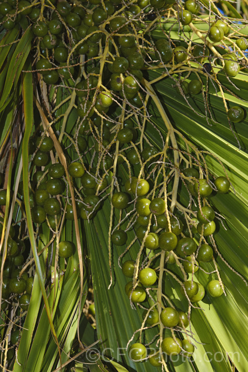 Guadalupe Palm (<i>Brahea edulis</i>), a 10m tall fan palm endemic to GuadalupeIsland off the western coast of Mexico. It produces large sprays of tiny flowers that develop into edible date-like black fruits. Araceae. See this plant family in its position in the taxonomic hierarchy. Order: Arecales, Family: Arecaceae