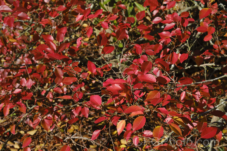 The last autumn leaves of Korean Hornbeam or Turczaninov's Hornbeam (<i>Carpinus turczaninowii</i>), a deciduous tree to 8m tall, often with a shrubby habit when young. It has bronze young growth and often turns to gold and orange shades in autumn. Although not often seen in gardens, it is popular for bonsai work. Order: Fagales, Family: Betulaceae