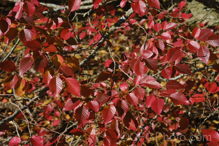 The last autumn leaves of Korean Hornbeam or Turczaninov's Hornbeam (<i>Carpinus turczaninowii</i>), a deciduous tree to 8m tall, often with a shrubby habit when young. It has bronze young growth and often turns to gold and orange shades in autumn. Although not often seen in gardens, it is popular for bonsai work. Order: Fagales, Family: Betulaceae