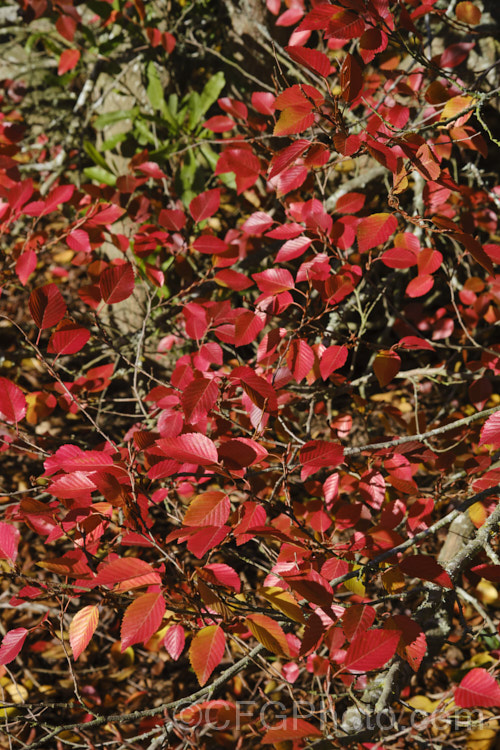 The last autumn leaves of Korean Hornbeam or Turczaninov's Hornbeam (<i>Carpinus turczaninowii</i>), a deciduous tree to 8m tall, often with a shrubby habit when young. It has bronze young growth and often turns to gold and orange shades in autumn. Although not often seen in gardens, it is popular for bonsai work. Order: Fagales, Family: Betulaceae