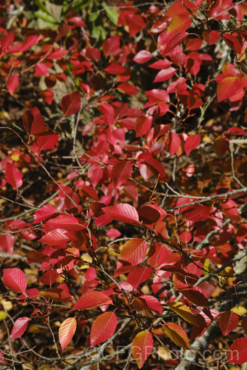 The last autumn leaves of Korean Hornbeam or Turczaninov's Hornbeam (<i>Carpinus turczaninowii</i>), a deciduous tree to 8m tall, often with a shrubby habit when young. It has bronze young growth and often turns to gold and orange shades in autumn. Although not often seen in gardens, it is popular for bonsai work. Order: Fagales, Family: Betulaceae