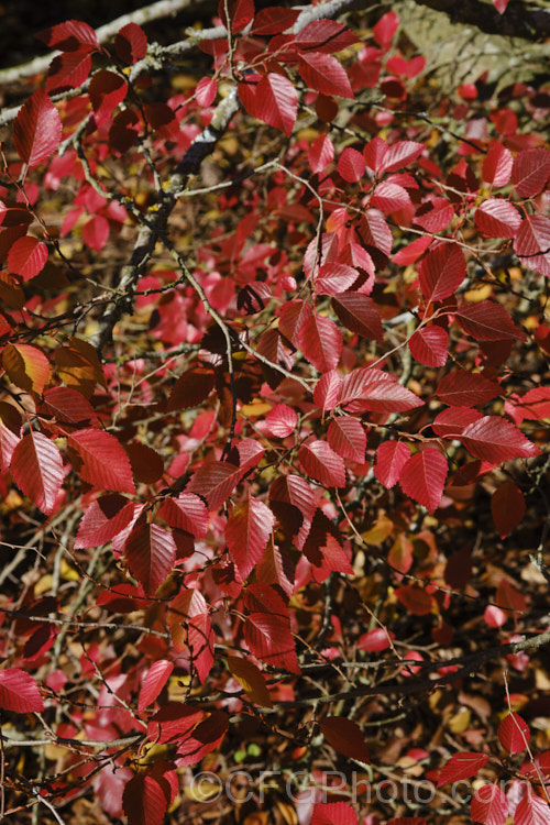 The last autumn leaves of Korean Hornbeam or Turczaninov's Hornbeam (<i>Carpinus turczaninowii</i>), a deciduous tree to 8m tall, often with a shrubby habit when young. It has bronze young growth and often turns to gold and orange shades in autumn. Although not often seen in gardens, it is popular for bonsai work. Order: Fagales, Family: Betulaceae