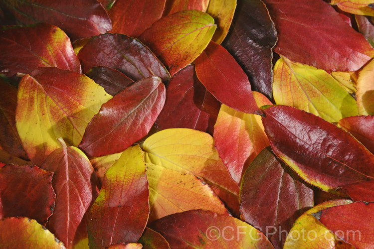 Fallen autumn leaves of Viburnum x burkwoodii (<i>Viburnum carlesii x Viburnum utile</i>), a semi-deciduous 25-4m tall shrub. Its flowers are strongly scented and borne over a long period from late winter. viburnum-2081htm'>Viburnum. <a href='adoxaceae-plant-family-photoshtml'>Adoxaceae</a>.