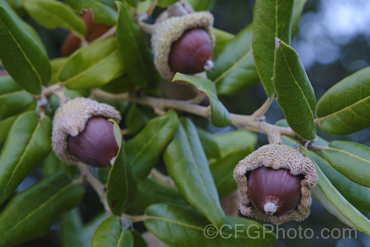 Holm Oak or Holly-leaved Oak (<i>Quercus ilex</i>) with mature acorns. This evergreen oak, 15-25m tall, is native to the Mediterranean region. It is among the hardier evergreen oaks. These acorns have an enlarged and folded over rim to the cup that is typical of the form from the Extremadura region of Spain. The Holm oak is also known as Encina but should not be confused with the Encina. Live Oak (<i>Quercus agrifolia</i>) from California. Order: Fagales, Family: Fagaceae