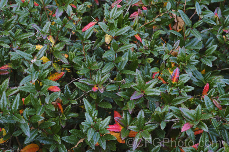 The winter foliage of Wintergreen. Barberry or Chinese Barberry (<i>Berberis julianae</i>), an evergreen, late winter- to early spring flowering shrub native to central China. It grows to around 3m high and wide. The flowers are typically yellow but can vary from pale yellow green to light gold. Small, dark purple to black berries follow. berberis-2186htm'>Berberis. Order: Ranunculales, Family: Berberidaceae