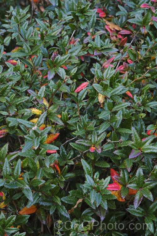 The winter foliage of Wintergreen. Barberry or Chinese Barberry (<i>Berberis julianae</i>), an evergreen, late winter- to early spring flowering shrub native to central China. It grows to around 3m high and wide. The flowers are typically yellow but can vary from pale yellow green to light gold. Small, dark purple to black berries follow. berberis-2186htm'>Berberis. Order: Ranunculales, Family: Berberidaceae