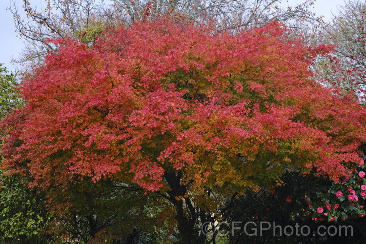 The vivid autumn foliage of a Japanese Maple (<i>Acer palmatum</i>), a widely cultivated 8m tall deciduous tree from Japan and Korea. There are many cultivated forms. Order: Sapindales, Family: Sapindaceae