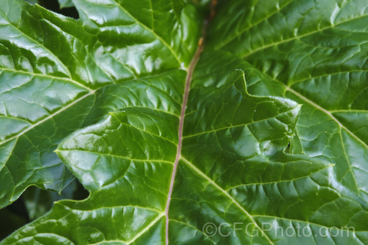 Closeup of the foliage of Bear's Breeches (<i>Acanthus mollis</i>), a usually evergreen summer-flowering perennial native to southwest Europe and North Africa. It was often featured in ancient Greek and Roman designs. While a bold architectural plant that certainly has garden merit, it can also be a thuggish weed that is difficult to eradicate. Order: Lamiales, Family: Acanthaceae