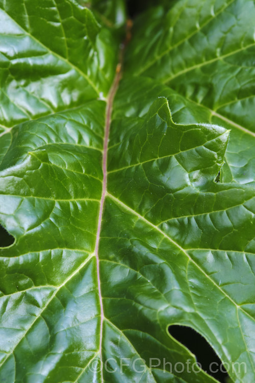 Closeup of the foliage of Bear's Breeches (<i>Acanthus mollis</i>), a usually evergreen summer-flowering perennial native to southwest Europe and North Africa. It was often featured in ancient Greek and Roman designs. While a bold architectural plant that certainly has garden merit, it can also be a thuggish weed that is difficult to eradicate. Order: Lamiales, Family: Acanthaceae