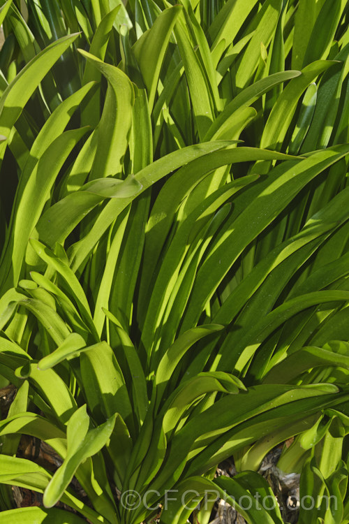 The foliage of the Belladonna Lily or Naked Ladies (<i>Amaryllis belladonna</i>), an autumn-flowering bulb native to South Africa. The flowers, which are on stems up to 1m tall, appear before the foliage develops. The leaves remain through winter and die away by late spring. Order: Asparagales, Family: Amaryllidaceae Order: Asparagales</a>