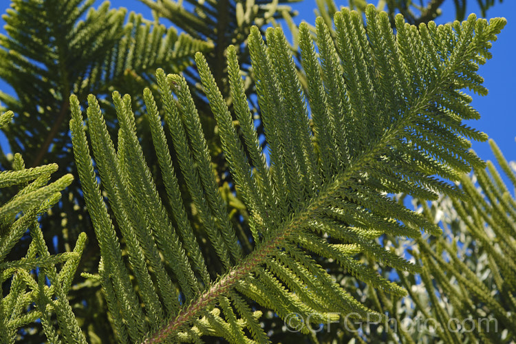 Underside of the foliage of the Norfolk Pine (<i>Araucaria heterophylla [syn. Araucaria excelsa]). Endemic to Norfolk Island, this tree has the unusual habit of being very upright despite constant exposure to wind, which makes it a very popular coastal tree in areas that are mild enough to support it. Order: Pinales, Family: Araucariaceae Order: Pinales</a>