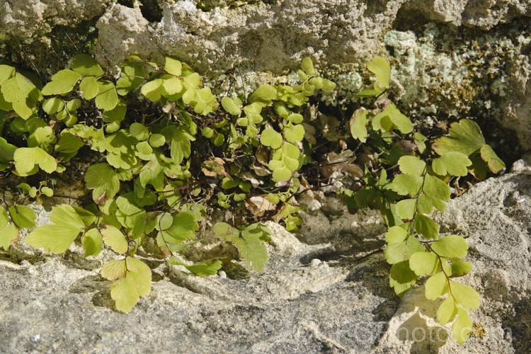 Common, Southern or Venus Maidenhair Fern (<i>Adiantum capillus-veneris</i>) growing in a damp crack between limestone boulders. This terrestrial fern is very widespread through the temperate and subtropical regions of both hemispheres. Its fronds can grow to 70cm long but are often far smaller. Order: Polypodiales, Family: Pteridaceae