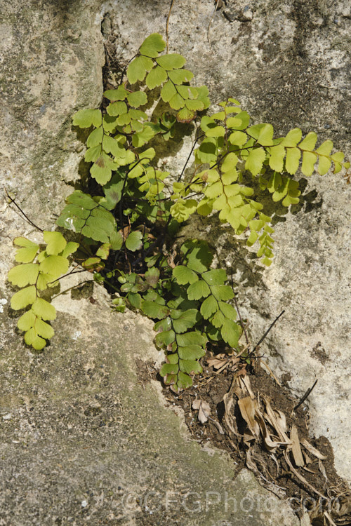 Common, Southern or Venus Maidenhair Fern (<i>Adiantum capillus-veneris</i>) growing in a damp crack between limestone boulders in South Canterbury, New Zealand This terrestrial fern is very widespread through the temperate and subtropical regions of both hemispheres. Its fronds can grow to 70cm long but are often far smaller. Order: Polypodiales, Family: Pteridaceae