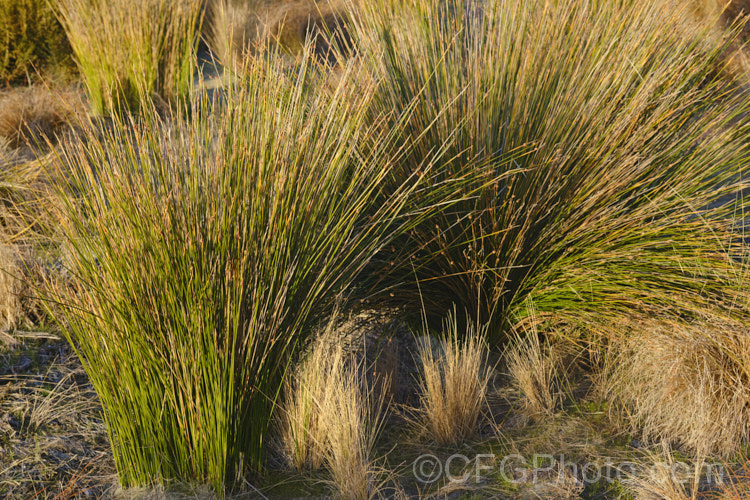 Salt. Marsh. Rush or Sea. Rush (<i>Juncus kraussii subsp. australiensis</i>), a New Zealand and southeastern Australian subspecies of a rush found in coastal areas over much of the temperate. Southern Hemisphere. It can tolerate brackish water and will grow in sand. The flowering stems are up around 1m tall and the plant often forms dense clumps. juncus-3466htm'>Juncus. Order: Poales</a>