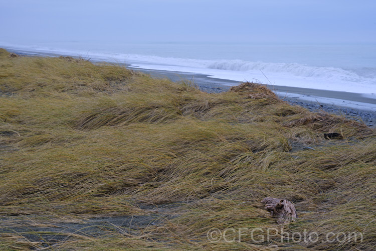 European Marram Grass or European Beach Grass (<i>Ammophila arenaria</i>), a coastal grass that builds and retains sand dunes due to the way it traps sand around the base of the foliage. Its native range is the coastal. North Atlantic but is has been widely introduced in many areas for dune stabilisation. However, its invasive tendencies have given it a bad reputation for displacing native grasses. Order: Poales, Family: Poaceae Order: Poales</a>