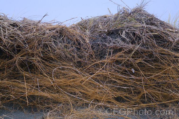 Roots of the European Marram Grass or European Beach Grass (<i>Ammophila arenaria</i>) exposed by storms and very high tides, showing the extensive root network that help bind sand dunes. This coastal grass builds and retains sand dunes due to its extensive root network and the way it traps sand around the base of the foliage. Its native range is the coastal. North Atlantic but is has been widely introduced in many areas for dune stabilisation. However, its invasive tendencies have given it a bad reputation for displacing native grasses. Order: Poales, Family: Poaceae Order: Poales</a>