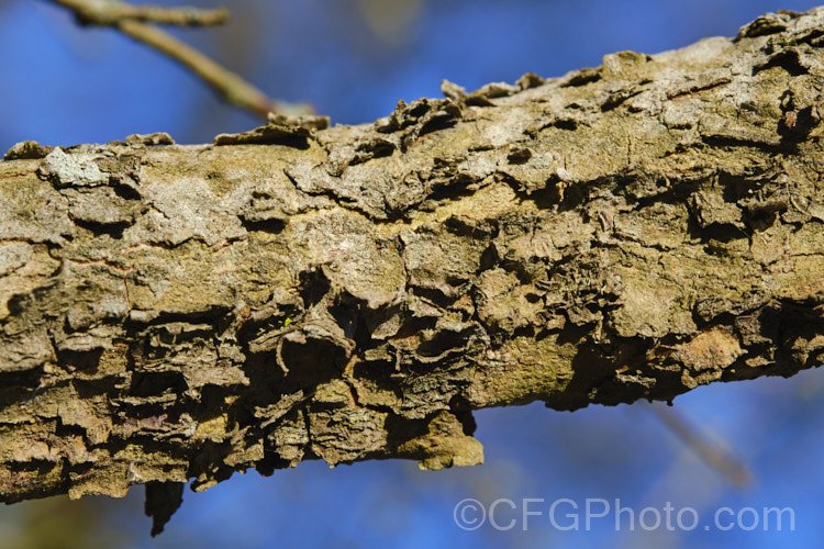 The bark of the Cornelian Cherry, Cornel or Sorbet (<i>Cornus mas</i>), a winter- to early spring-flowering deciduous Eurasian shrub or small tree up to 5m tall It differs from most dogwoods in having bractless flowers that open very early. Red fruits follow the flowers. Order: Cornales, Family: Cornaceae