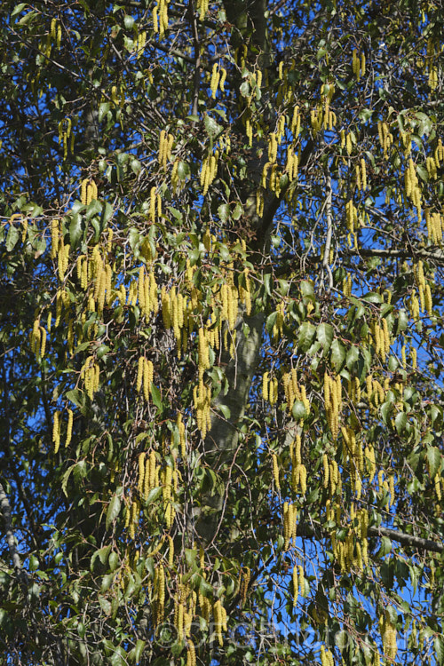 Mexican Alder or Evergreen Alder (<i>Alnus jorullensis</i>), an evergreen or semi-evergreen alder found from central Mexico to Guatemala and Honduras. It can grow to 25m tall, has an erect and quite narrow habit with somewhat weeping branches, and in cooler climates may be nearly fully deciduous. Its sharply toothed leaves readily distinguish it from the similar. Alnus acuminata. alnus-2121htm'>Alnus. <a href='betulaceae-plant-family-photoshtml'>Betulaceae</a>. Order: Fagales</a>