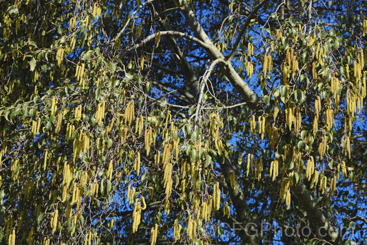 Mexican Alder or Evergreen Alder (<i>Alnus jorullensis</i>), an evergreen or semi-evergreen alder found from central Mexico to Guatemala and Honduras. It can grow to 25m tall, has an erect and quite narrow habit with somewhat weeping branches, and in cooler climates may be nearly fully deciduous. Its sharply toothed leaves readily distinguish it from the similar. Alnus acuminata. alnus-2121htm'>Alnus. <a href='betulaceae-plant-family-photoshtml'>Betulaceae</a>. Order: Fagales</a>