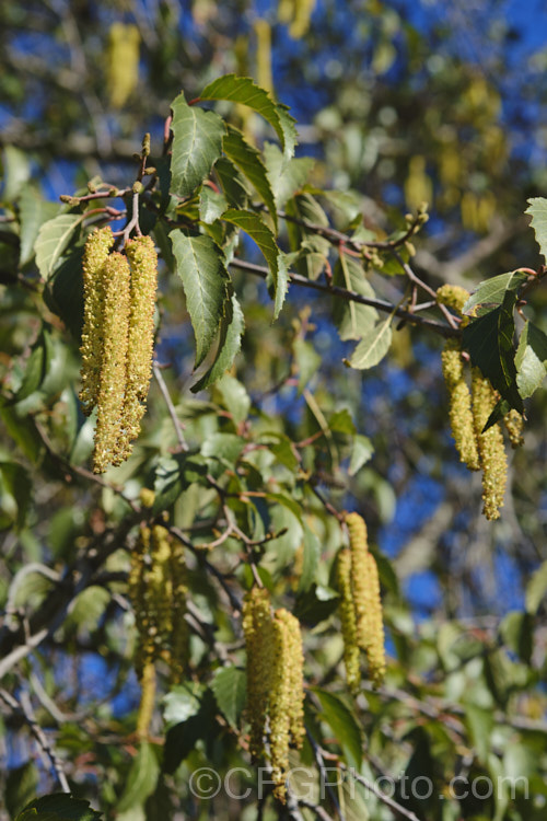 Mexican Alder or Evergreen Alder (<i>Alnus jorullensis</i>), an evergreen or semi-evergreen alder found from central Mexico to Guatemala and Honduras. It can grow to 25m tall, has an erect and quite narrow habit with somewhat weeping branches, and in cooler climates may be nearly fully deciduous. Its sharply toothed leaves readily distinguish it from the similar. Alnus acuminata. alnus-2121htm'>Alnus. <a href='betulaceae-plant-family-photoshtml'>Betulaceae</a>. Order: Fagales</a>